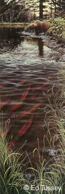 Red Salmon and Bears II, Copyright Ed Tussey. All rights reserved.