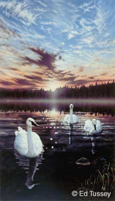 Swans Early Light, Copyright Ed Tussey. All rights reserved.