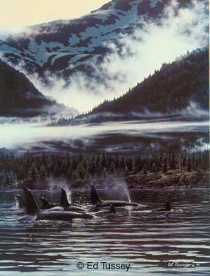 Orca's Mist, Copyright Ed Tussey. All rights reserved.