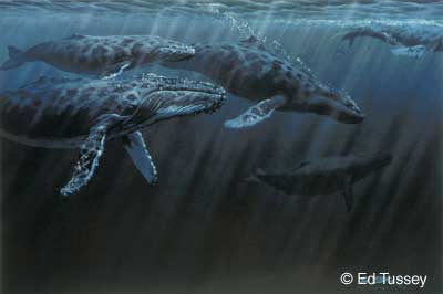 Humpbacks Underwater, Copyright Ed Tussey. All rights reserved.